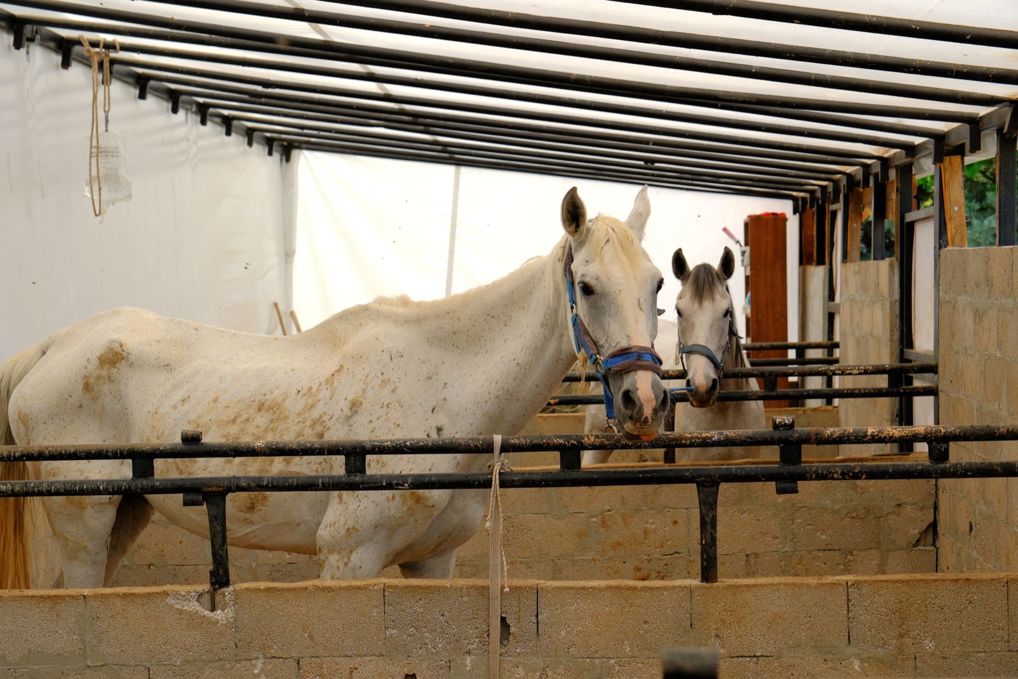 Two horses looking out over the rails of a stable block